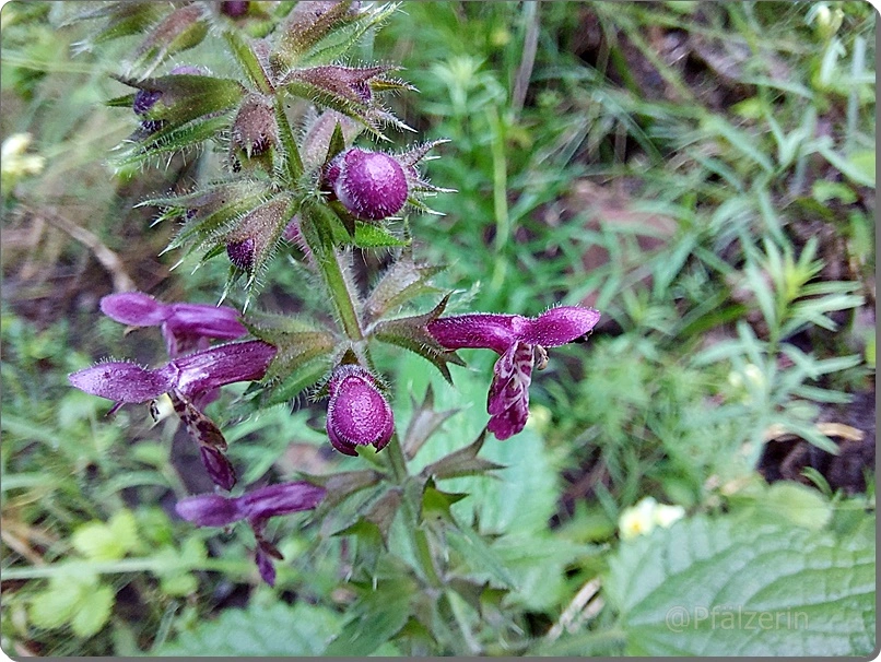Wald-Ziest - Stachys sylvatica 3.webp