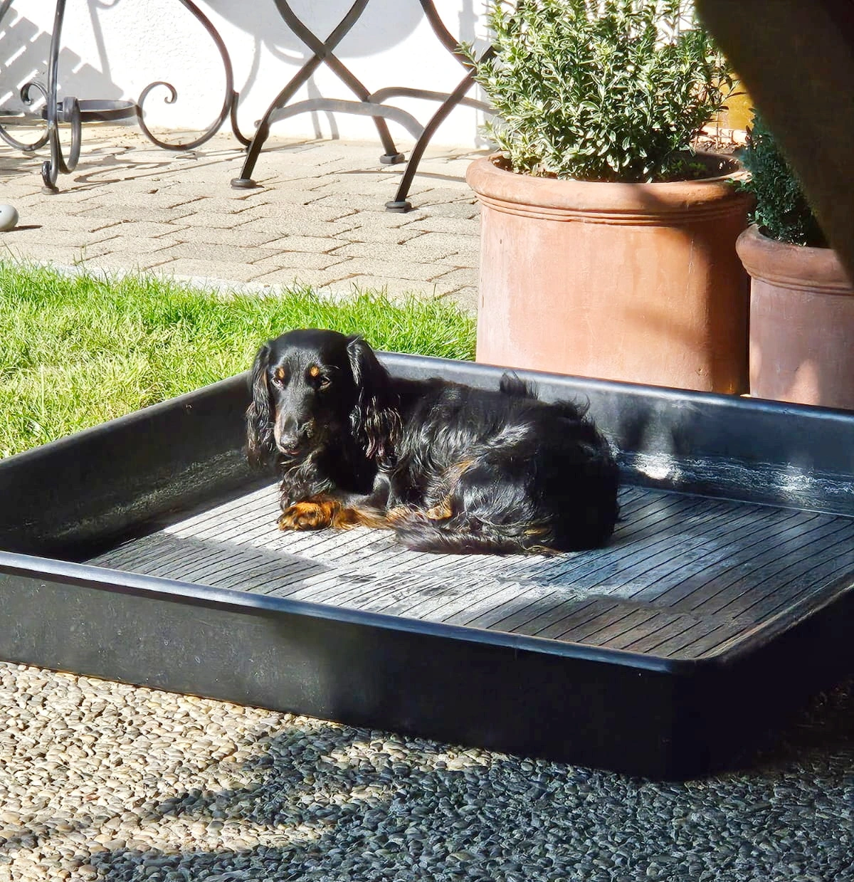 Waldi_leerer_Pool.webp