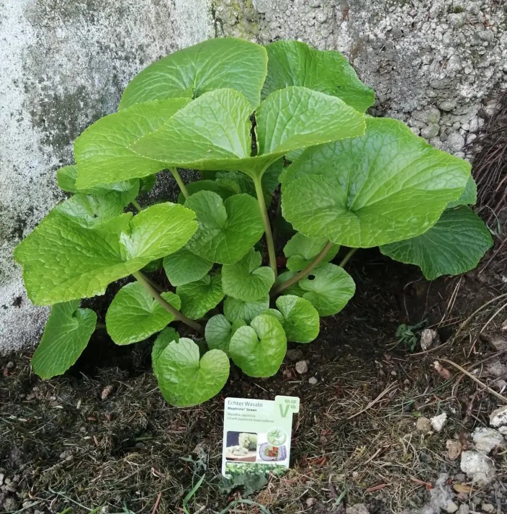Wasabi_07.Mai_02.webp