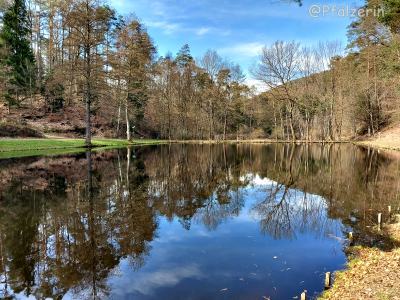 Wasserspiegelungen am Rohrwoog 7.webp