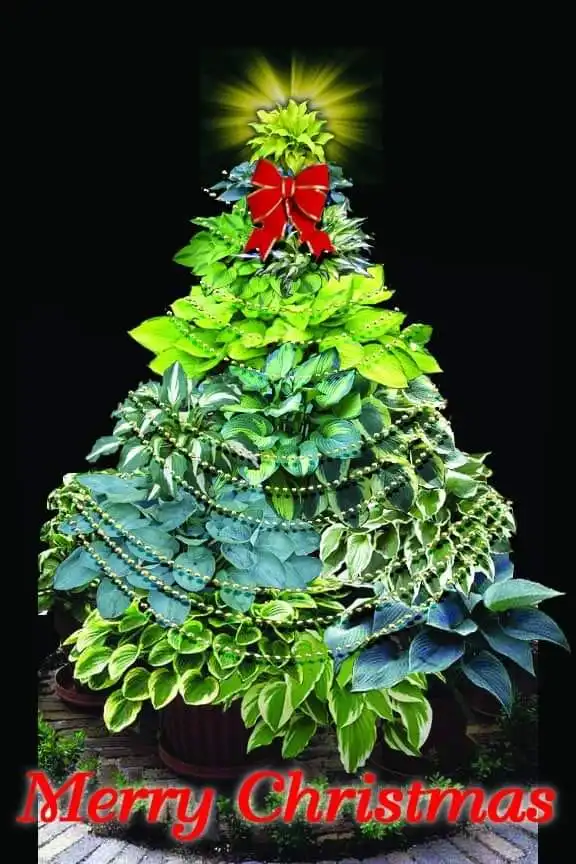 Weihnachtsbaum.webp