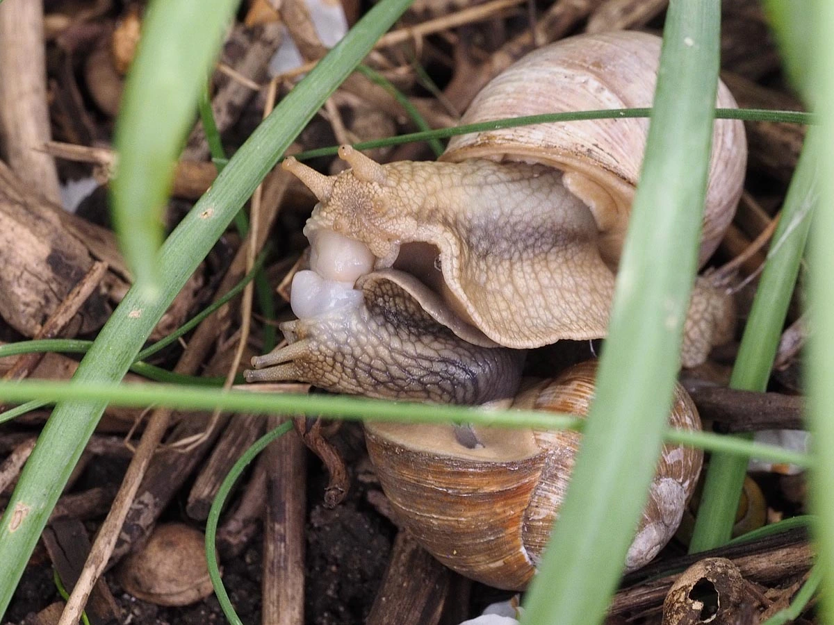 Weinbergschnecken1.jpg