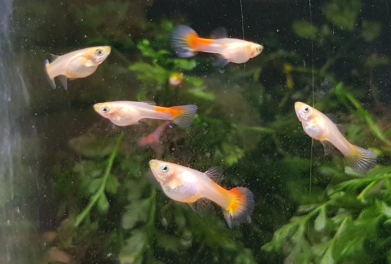 weiss x koi 1.webp