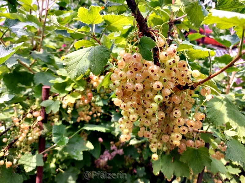 Weiße Johannisbeeren.webp