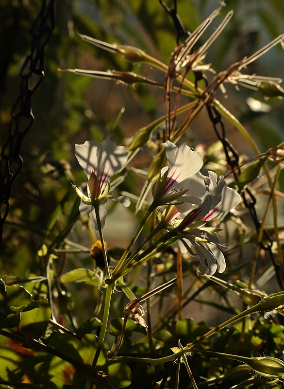 weiße Pelargonie im Hängekorb_letzte Blüten_800.webp
