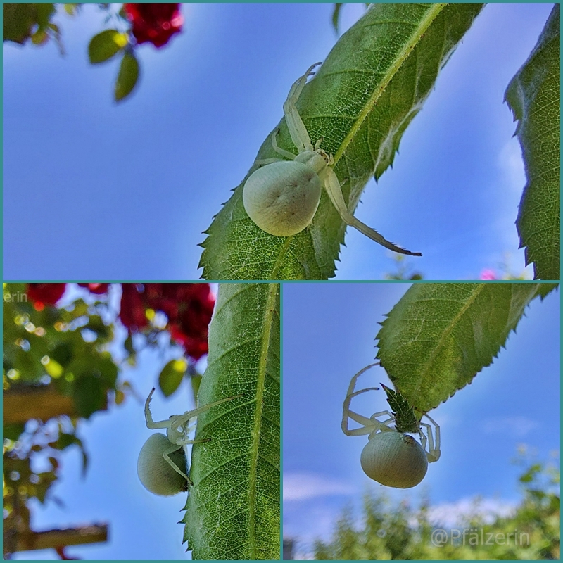 Weiße Spinne am Apfelbaumblatt.webp