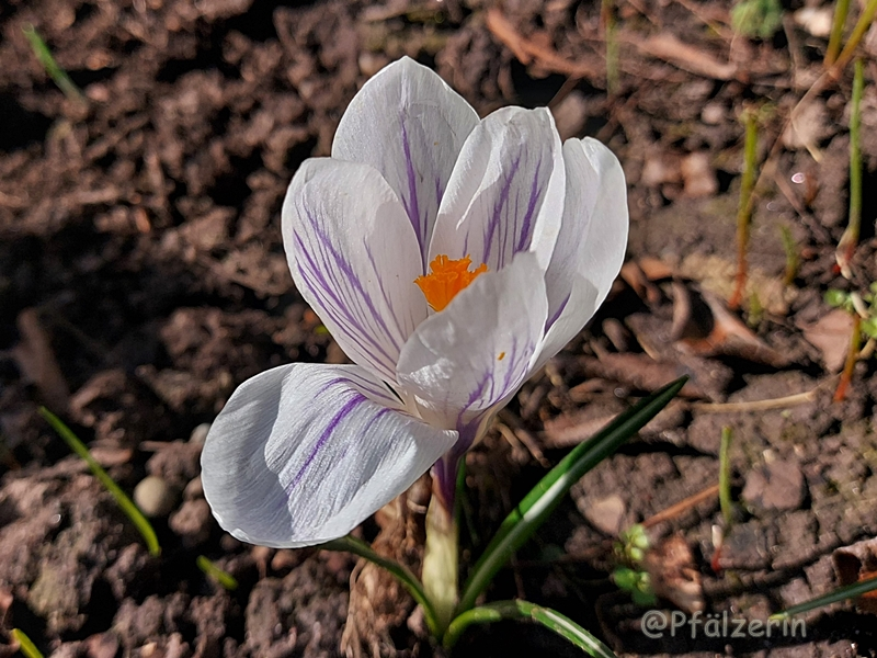 Weißer Krokus 1 1.webp