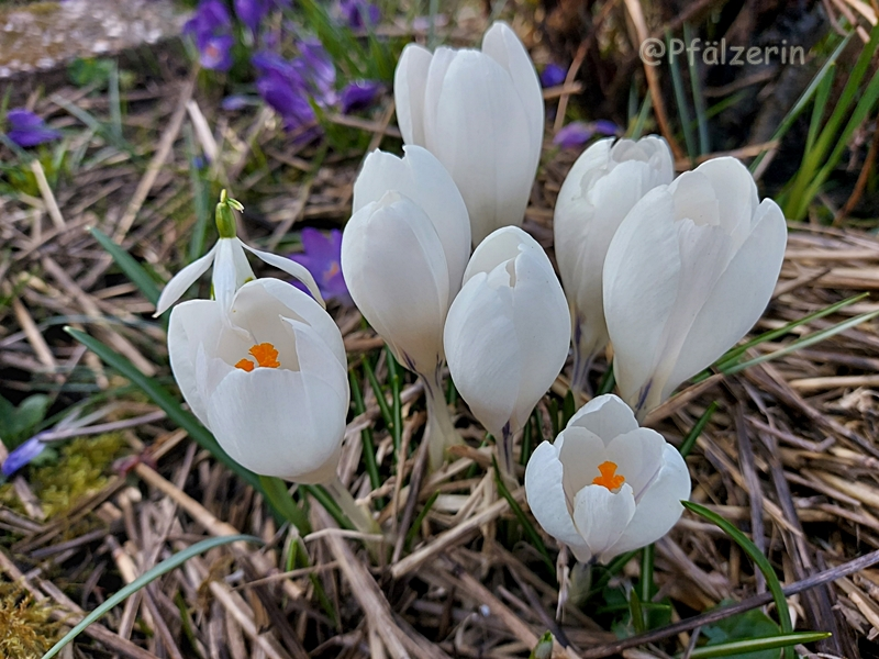 Weißer Krokus 1 2.webp