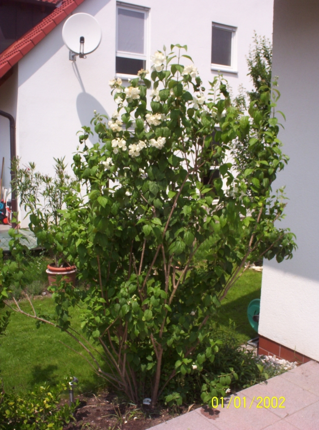 Welcher Strauch