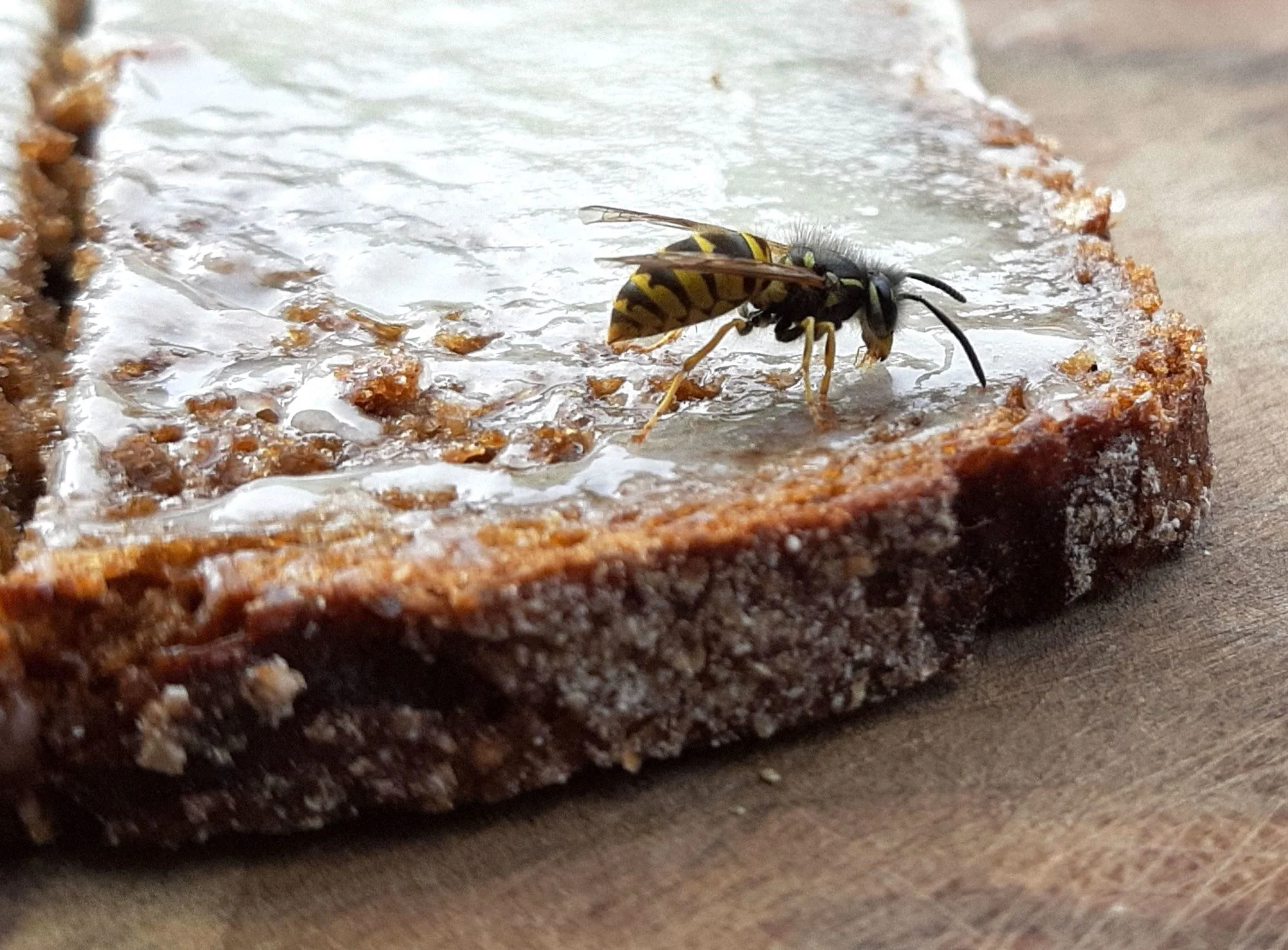 Wespe auf Honigbrot 1.webp