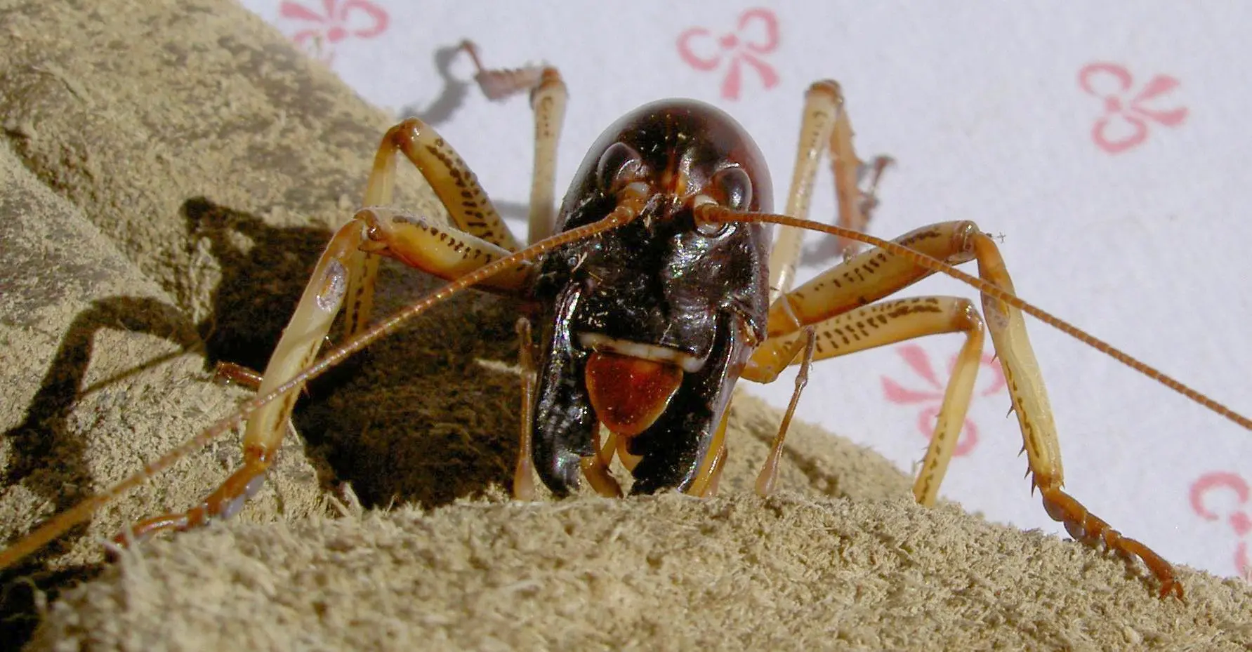 Weta 002 a vv.jpg