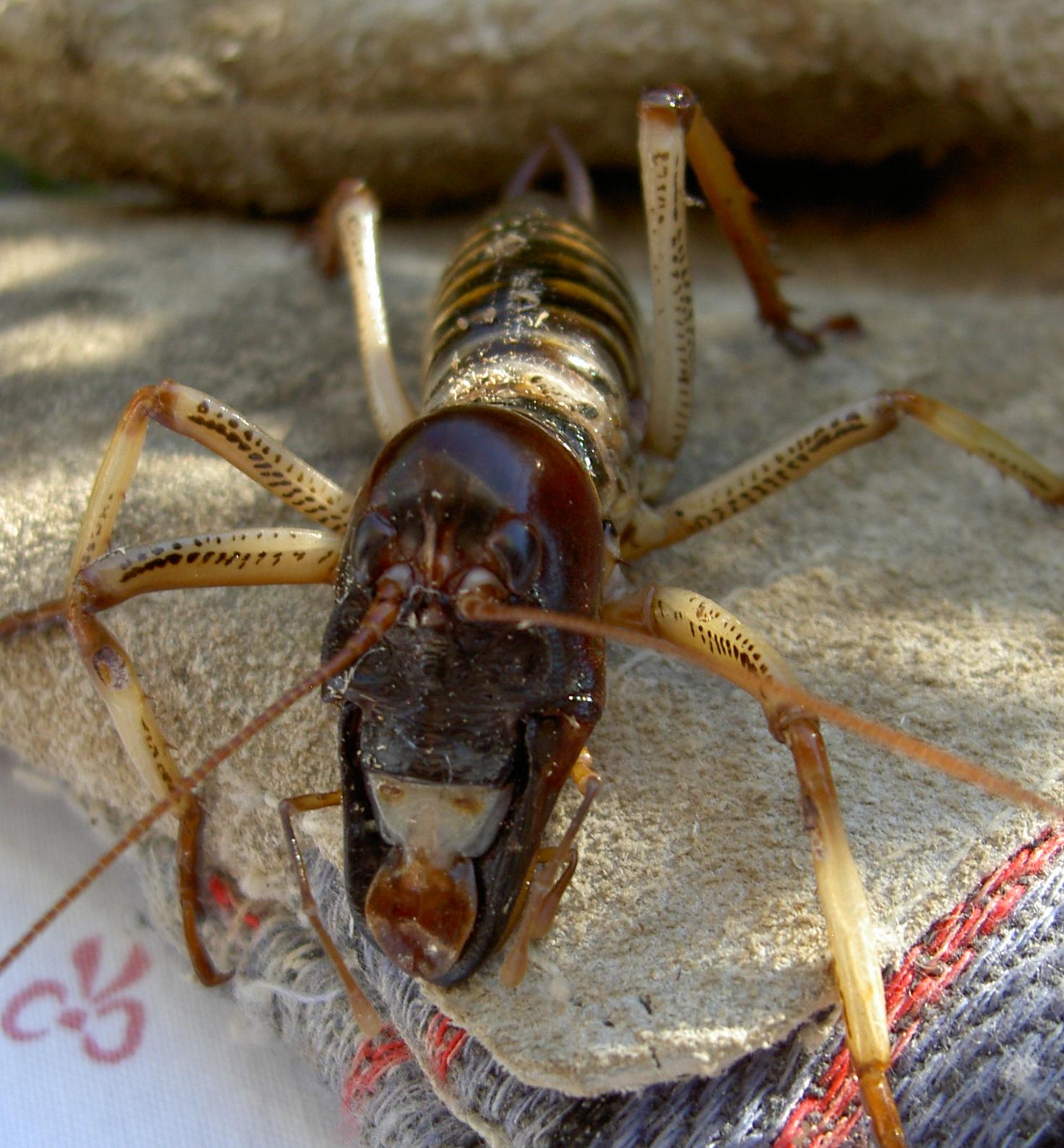 Weta 006 a v v.jpg