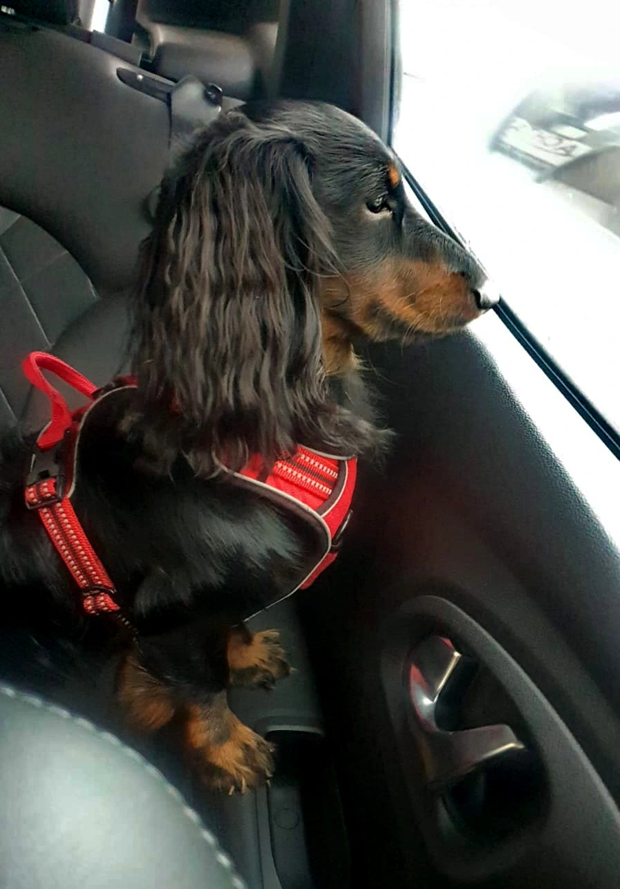 Wetterhund1.webp