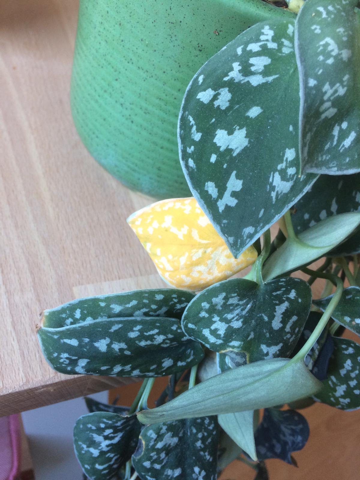 Efeutute gelbe und braune Blätter, schwarze Flecken