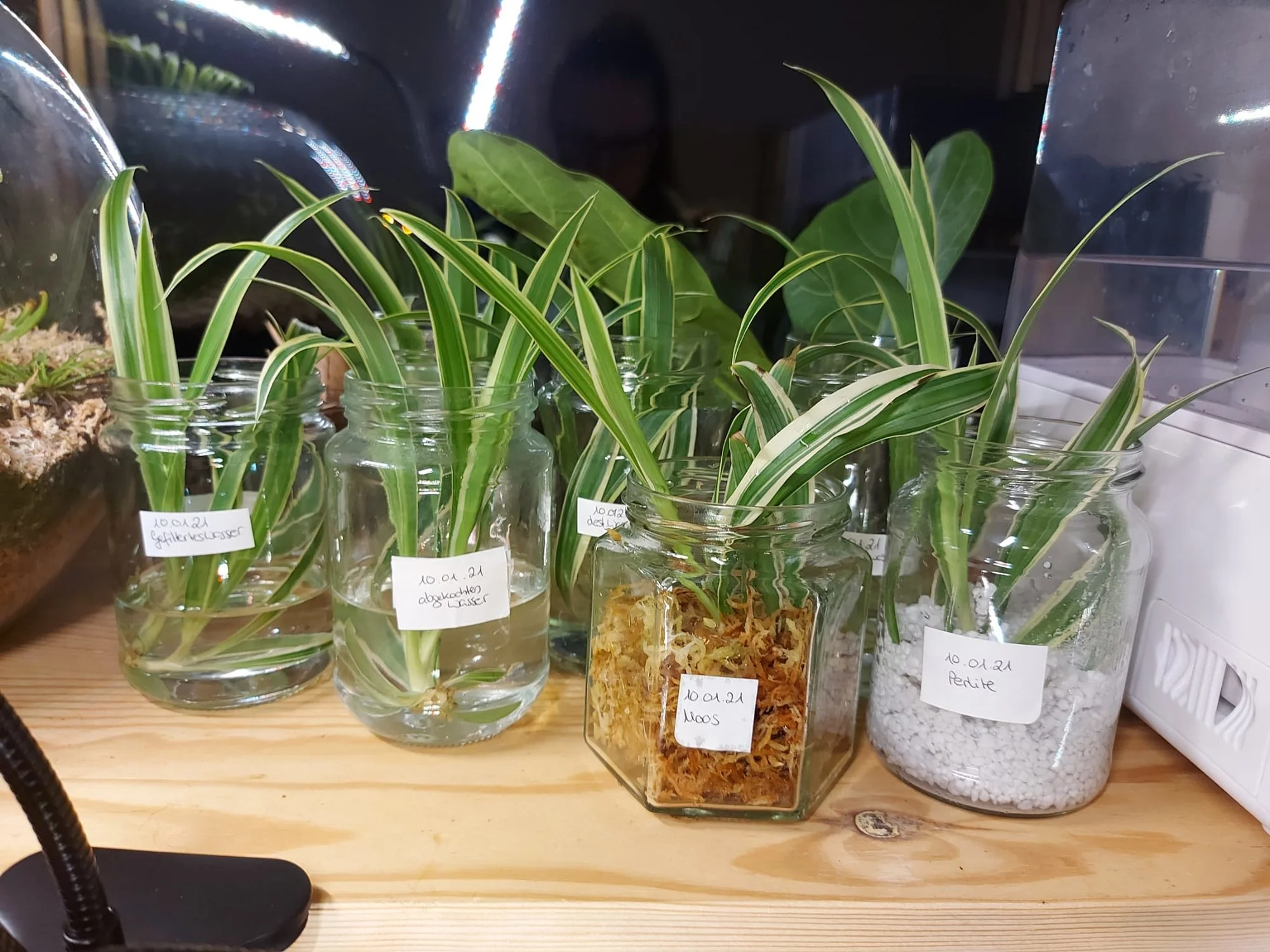 philodendron mamei vs sodiroi Philodendron mamei Silver — Ecuagenera USA Corp main image 0