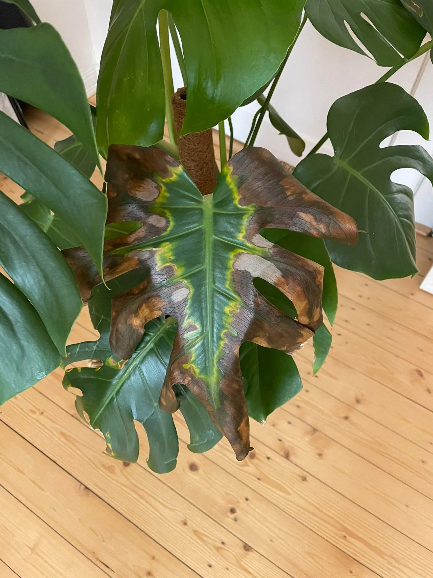 Braune Blatter Monstera Abschneiden