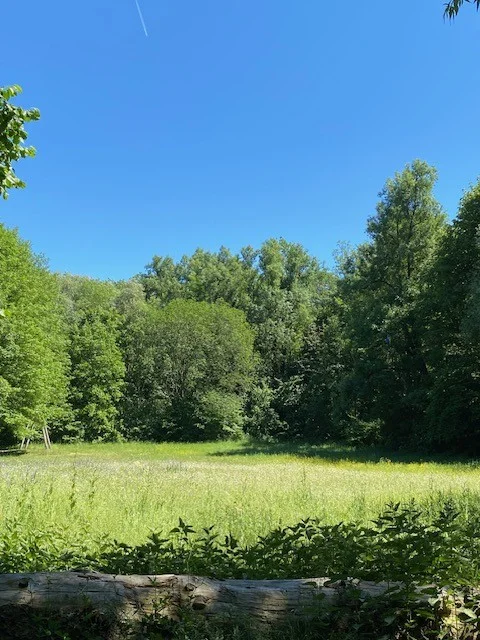Wiese Giesing.webp