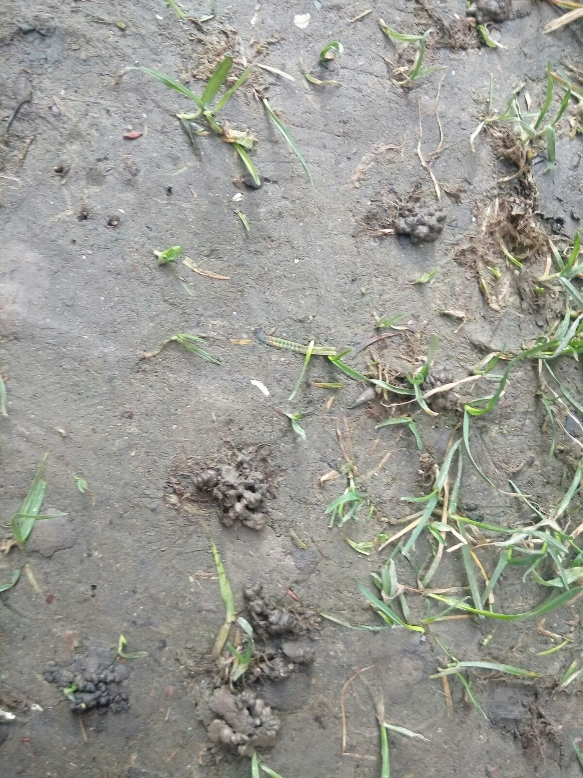 Kleine Häufchen im Garten was ist das? Tierkot?