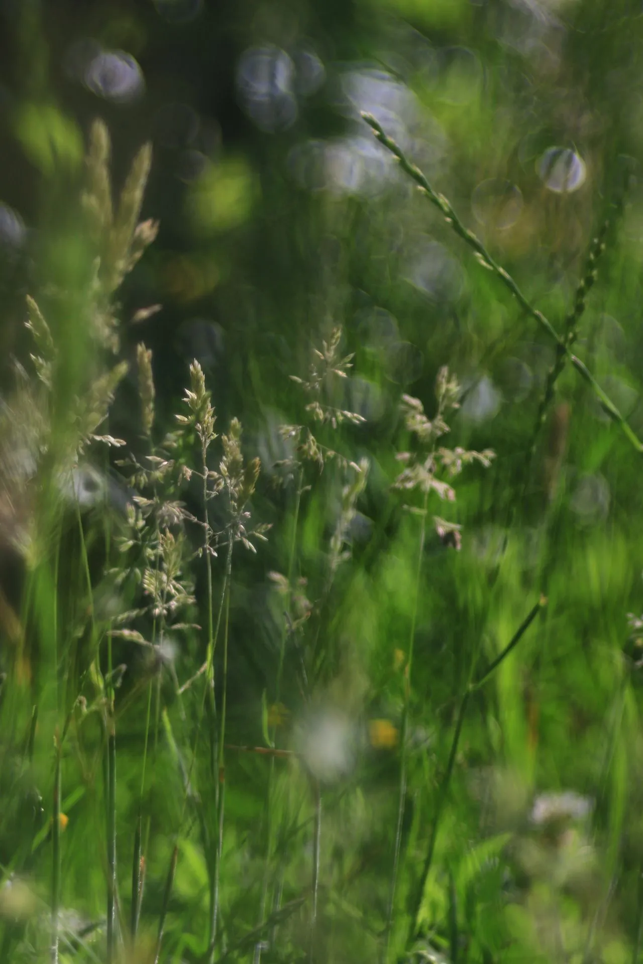 Wiese06.webp