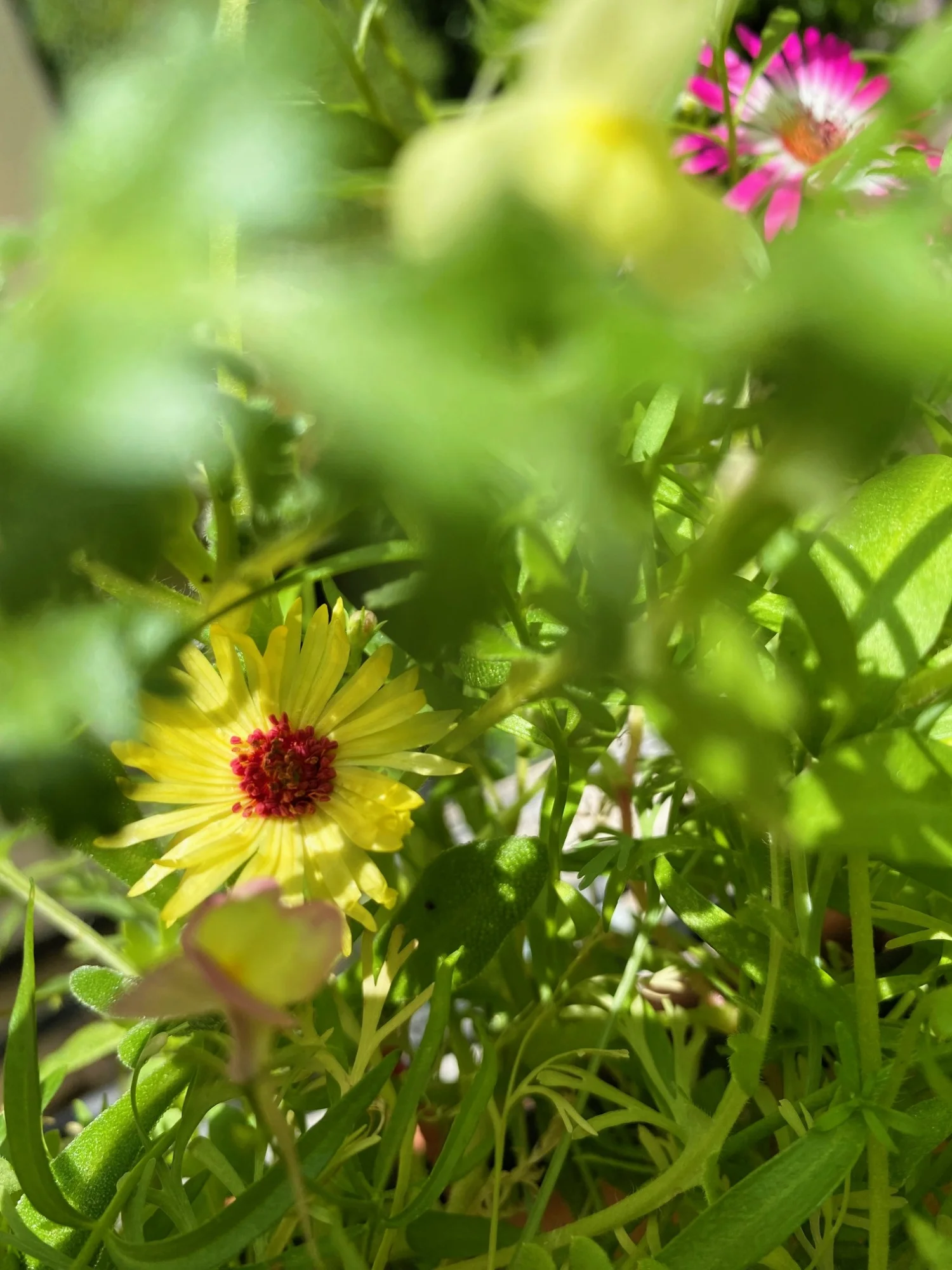 Wiese11.webp