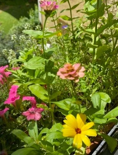 Wiese3.webp