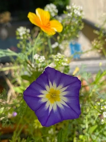Wiese4.webp