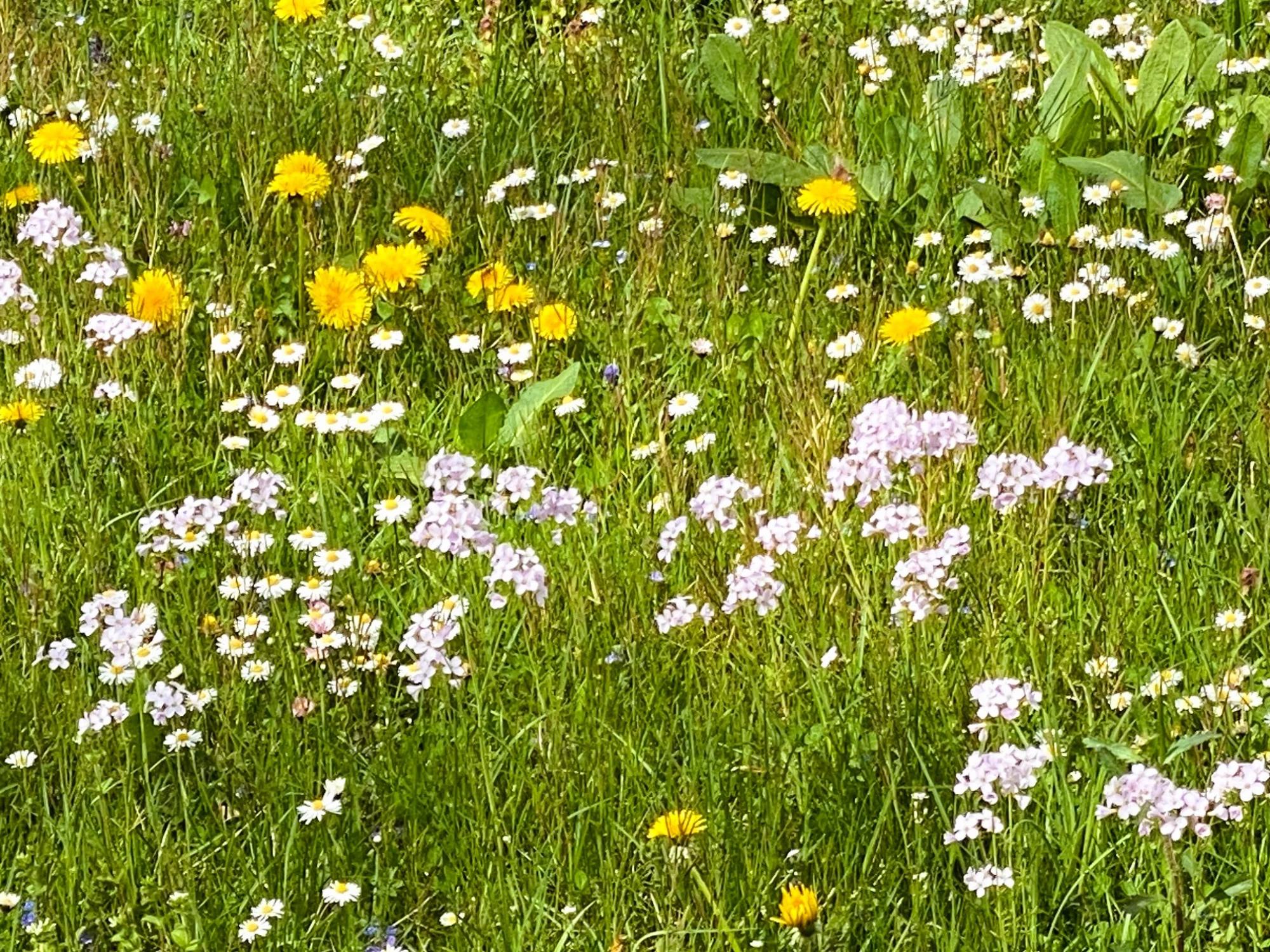 Wiesenschaumkraut.webp