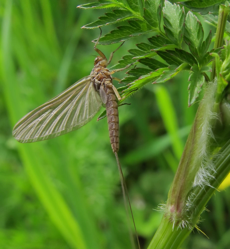 wiesenschnake .webp