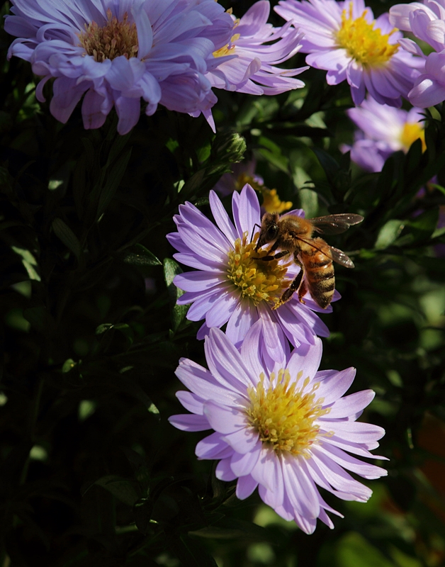 Wildbiene_Pollen_Aster_lila_gelb_malro2_800.JPG