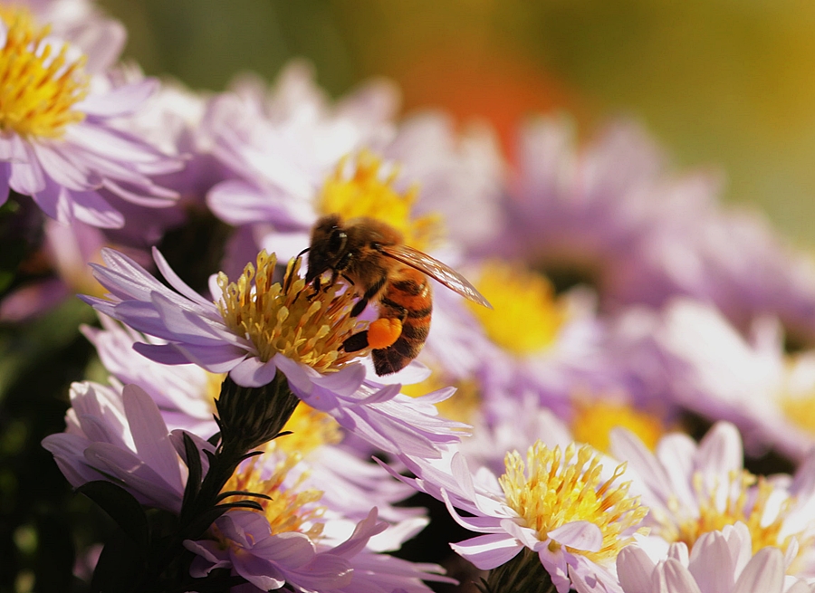 Wildbiene_Pollen_Aster_lila_gelb_malro_900.JPG