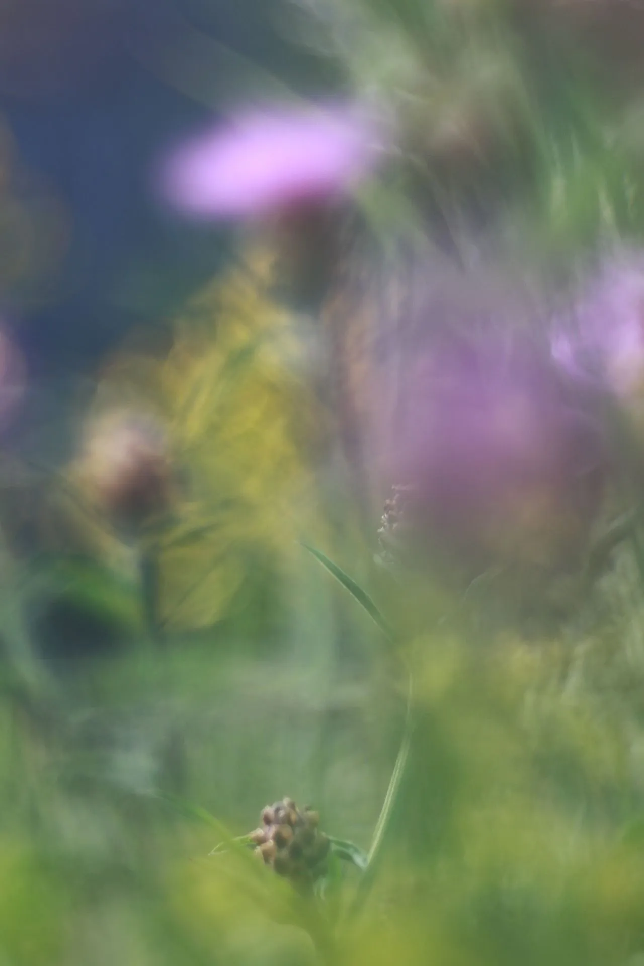 Wildblumen-Fleckchen04.webp
