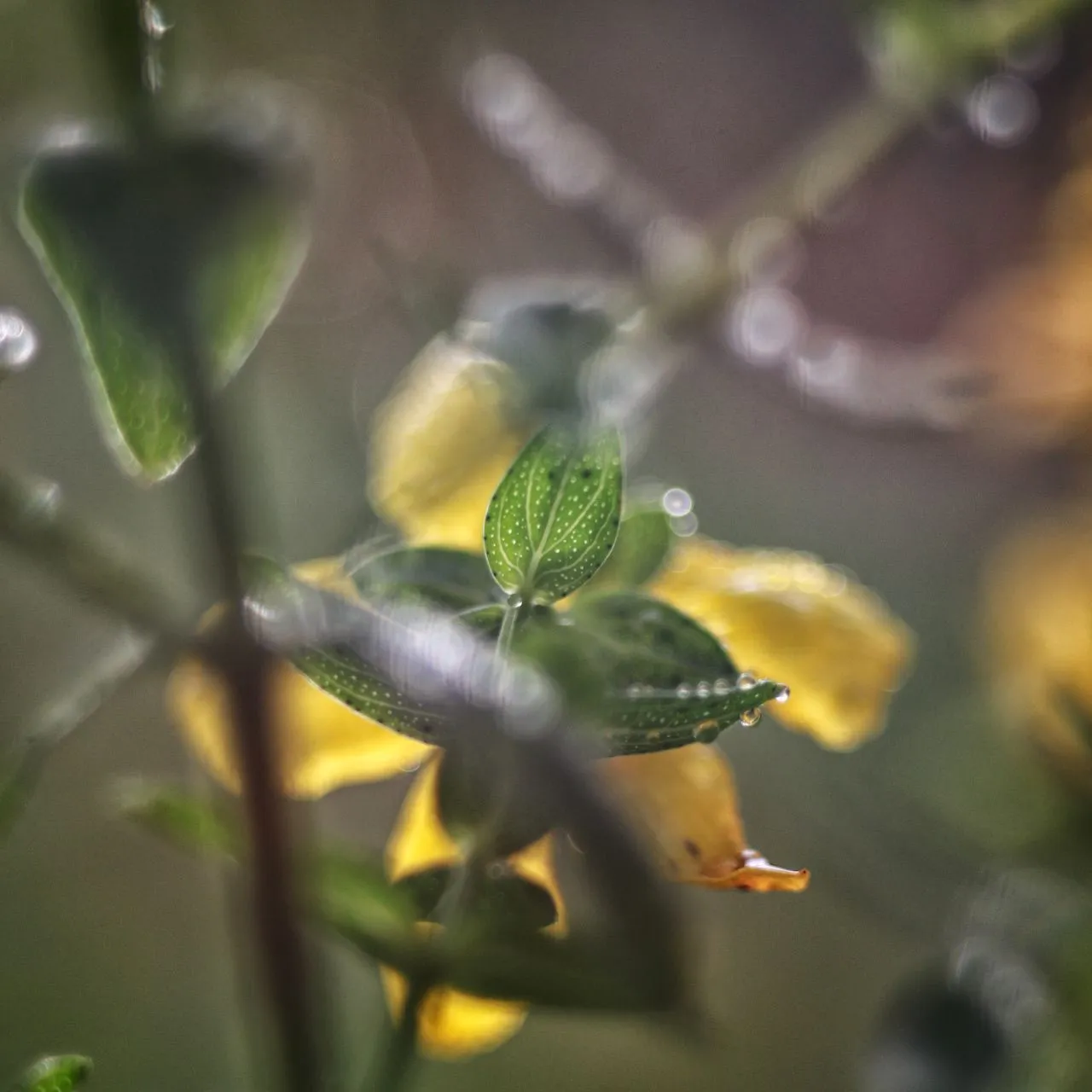 Wildblumen-Fleckchen06.webp