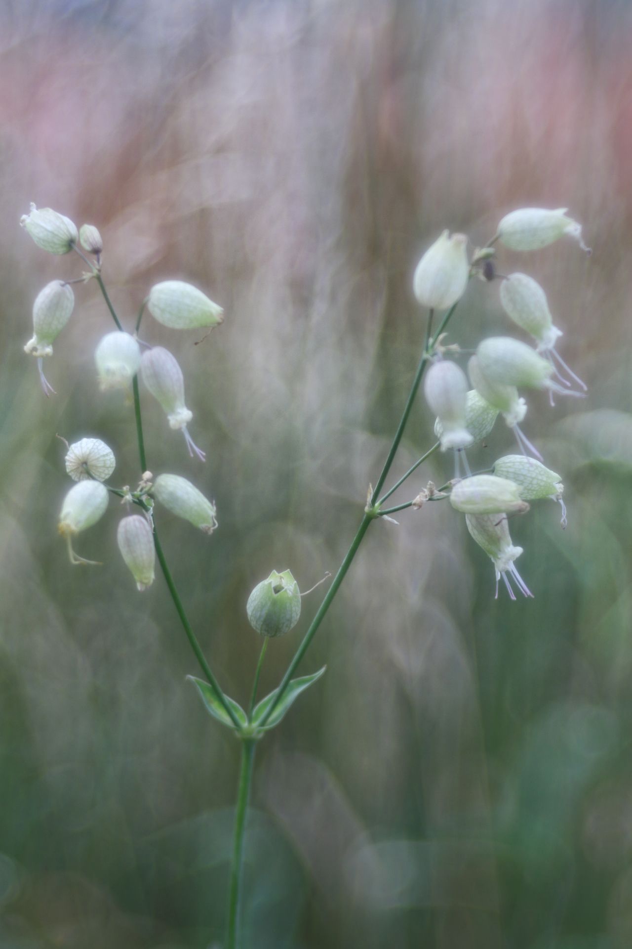 Wildblumen-Fleckchen08.JPG