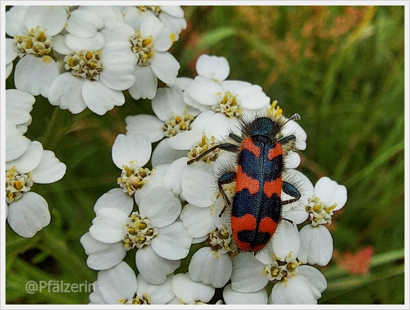 Wildblumenwiesen und ihre Bewohner 15.webp