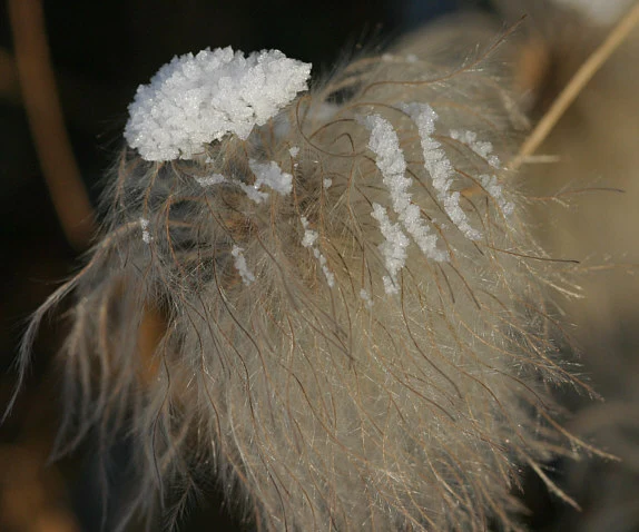 Winter 2109a.webp