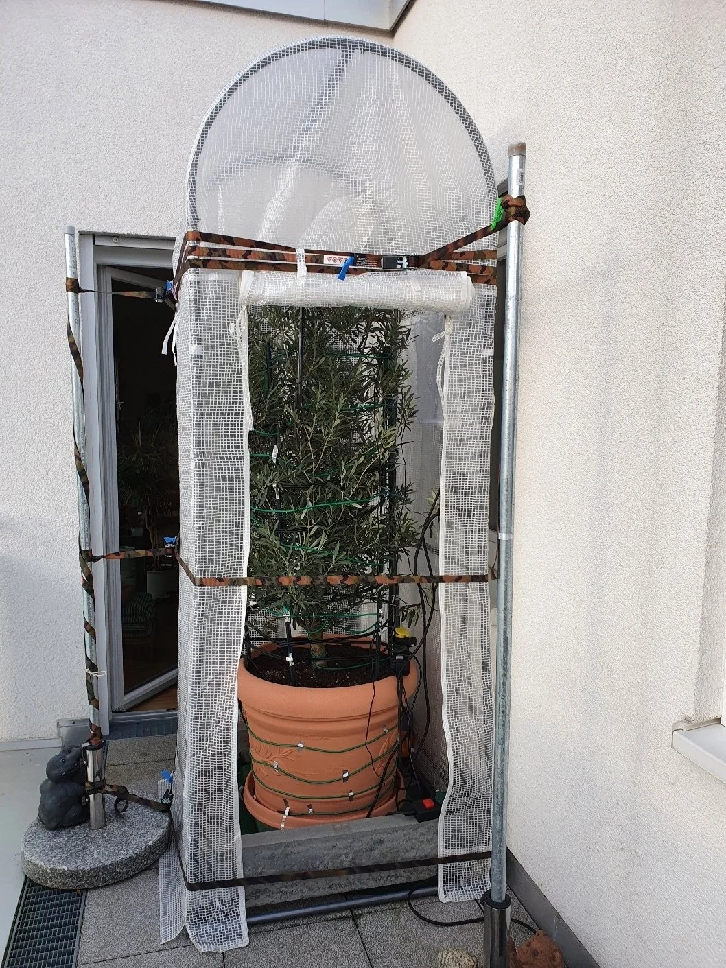 Olivenbaum/Olea europaea überwintern Erfahrungen mit der