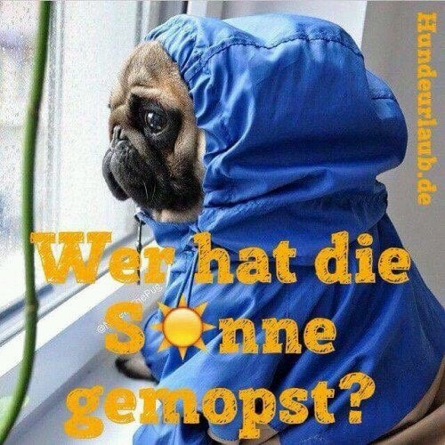 Witz_Regen_Mops mit Regencape.jpg