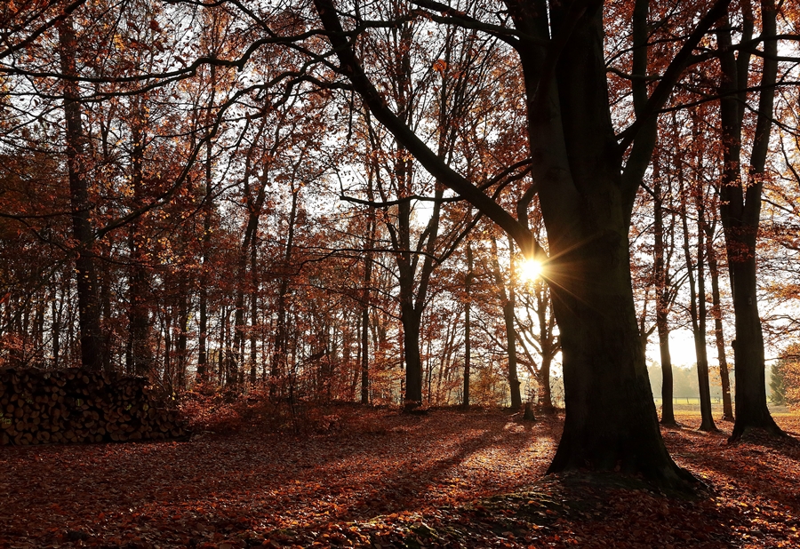 woods_sun_golden leaves_fall_rays_900.JPG