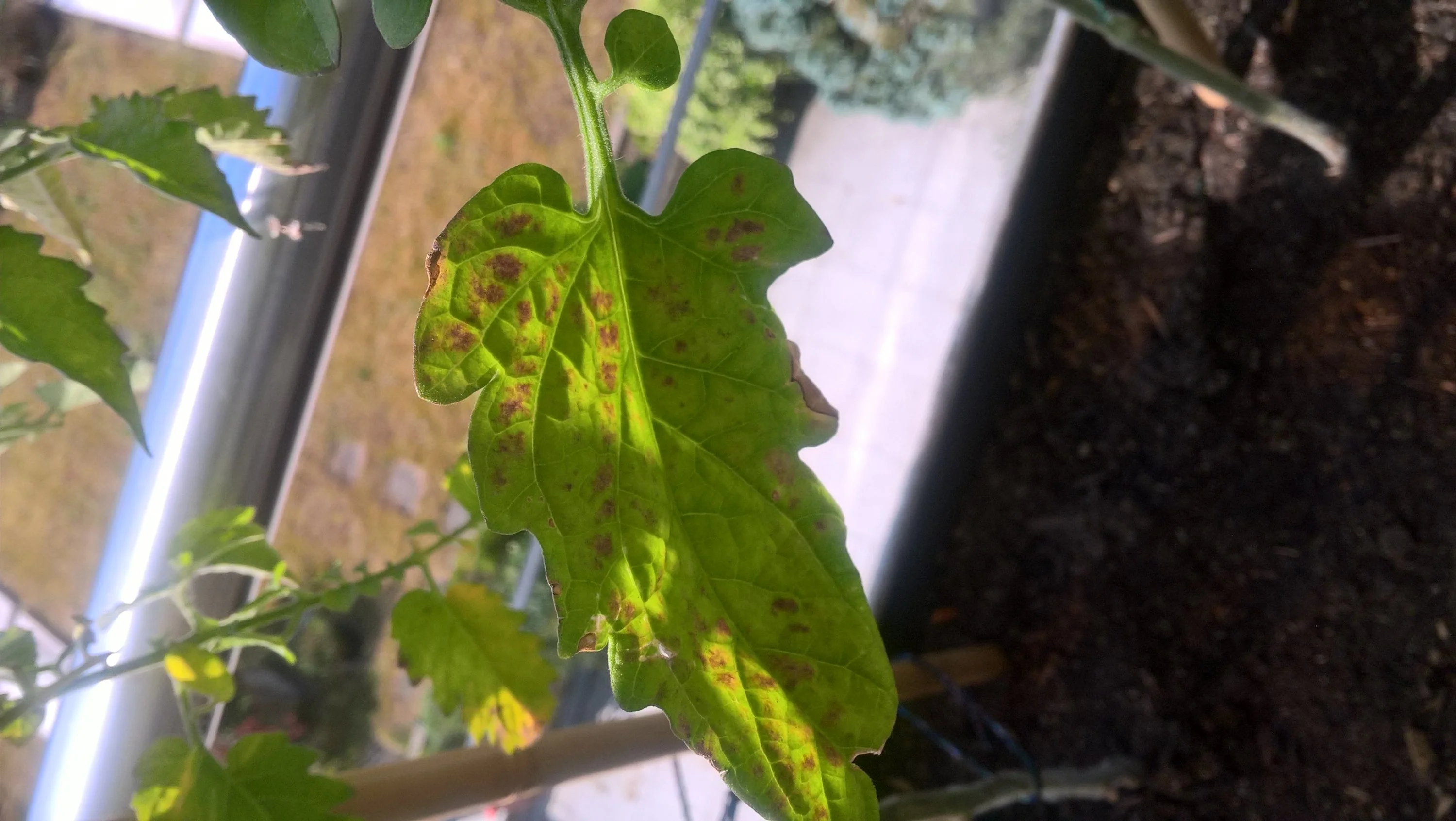 Tomaten bekommen gelbe/braune Blätter