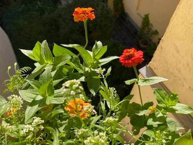 Zinnien.webp