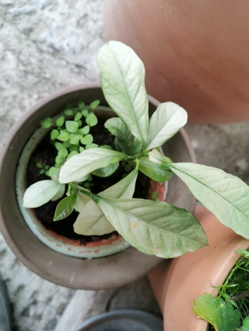 zitroenchen.webp