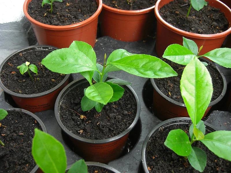 Ab wann kann ich meine kleinen Zitronen dngen? - Hausgarten.net