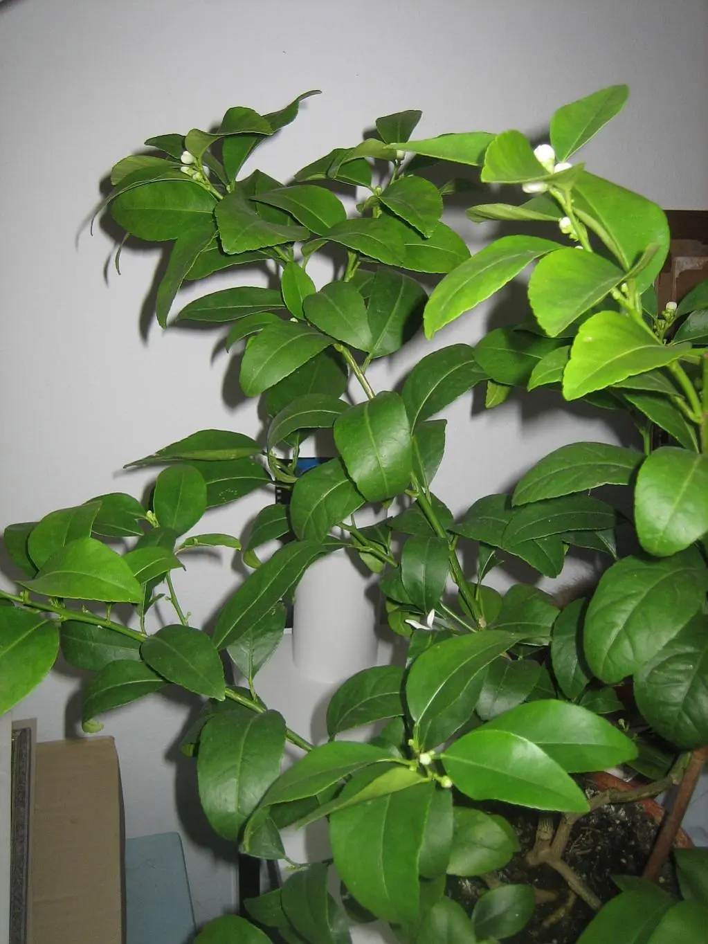 Zitronenbaum hat Blüten. Wie bekommt man Früchte?