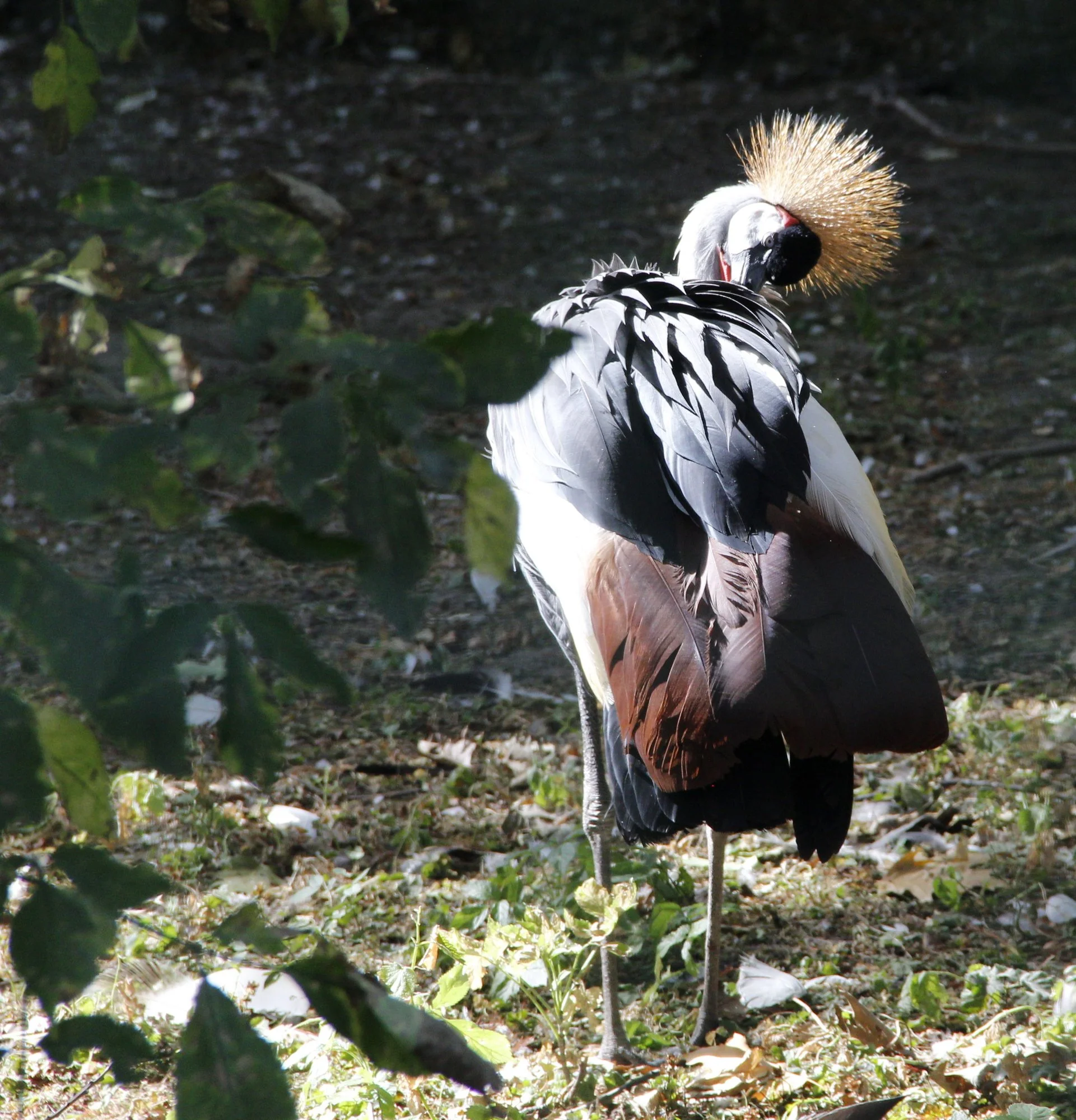 zoo2.webp