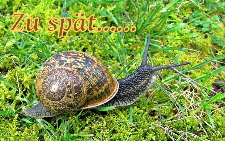 zu spaet.....webp