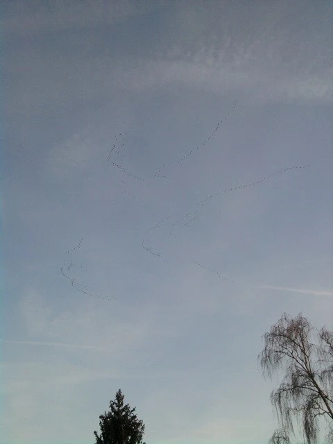 Zugvögel.webp