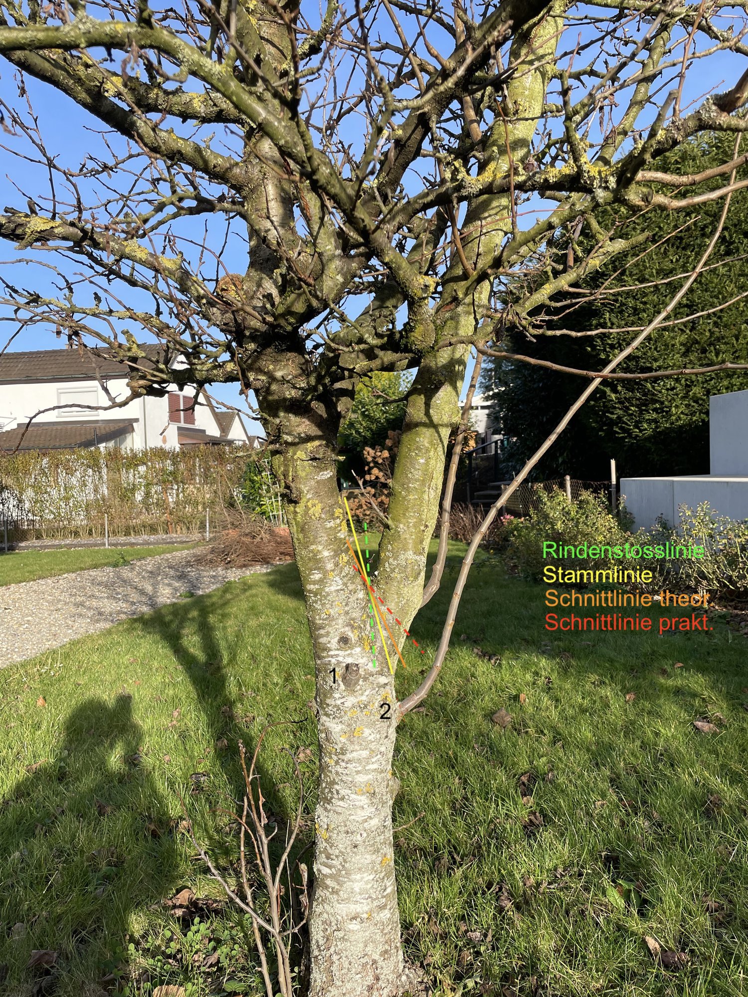 Zwetschge Linserich_01.jpeg
