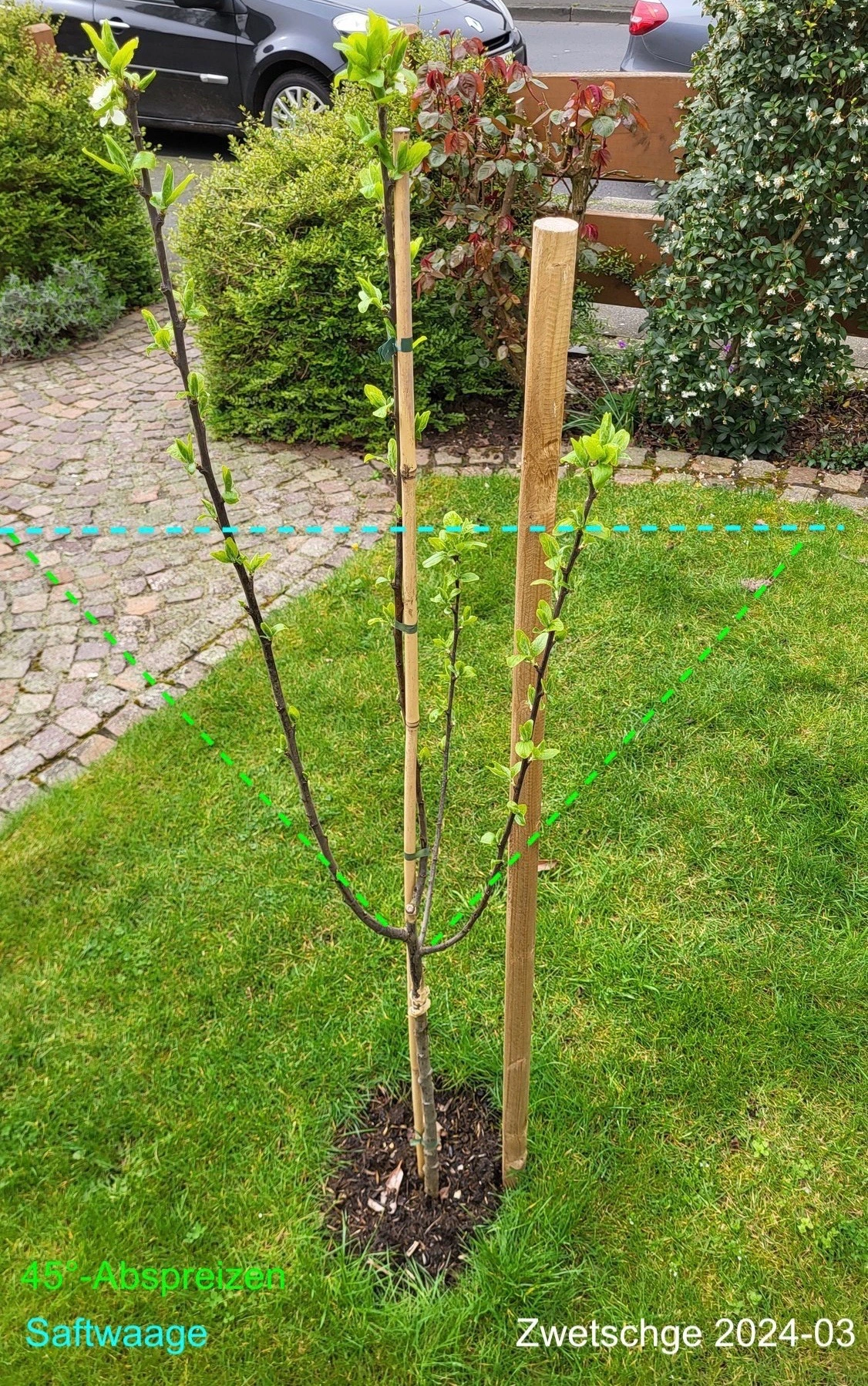 Zwetschge_2024-03-30*betitelt.jpg