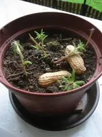 Südblümchen.webp