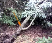 Bild034a.webp